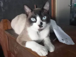 Gato raça SRD-ViraLata idade 1 ano nome Dante