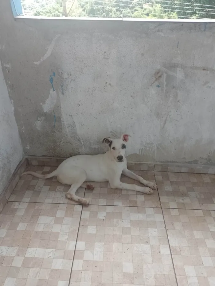 Cachorro ra a SRD-ViraLata idade 3 anos nome Thor