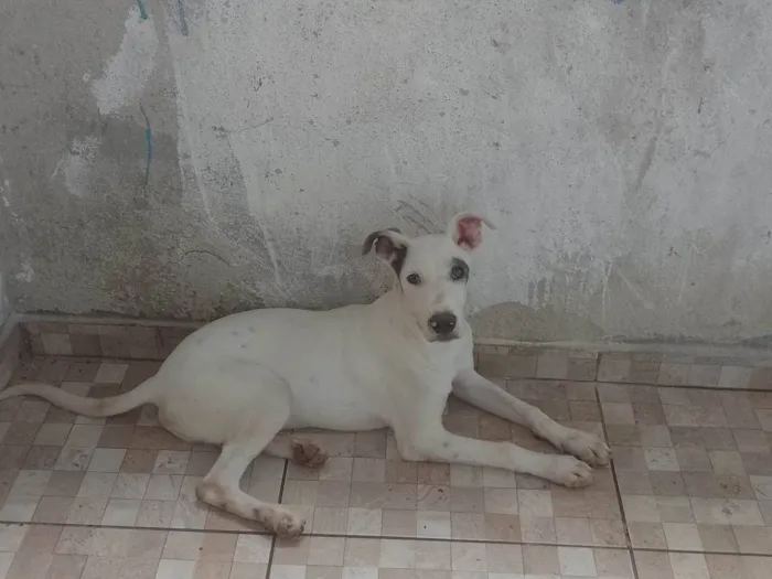 Cachorro ra a SRD-ViraLata idade 3 anos nome Thor