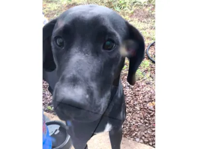 Cachorro raça Dogue Alemão idade 7 a 11 meses nome Dark