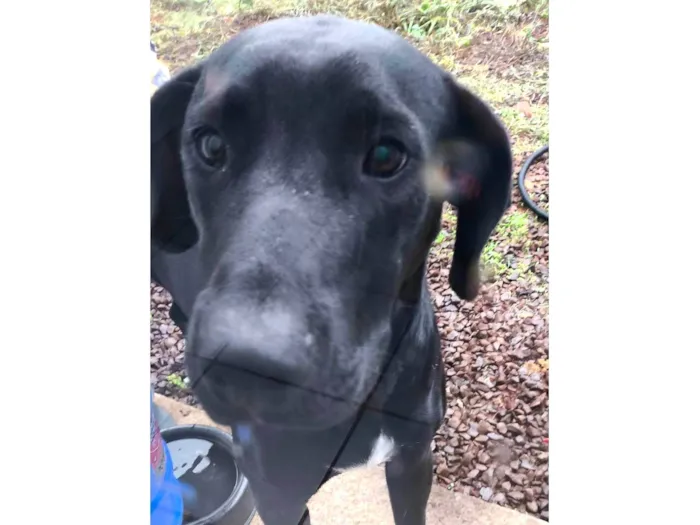 Cachorro ra a Dogue Alemão idade 7 a 11 meses nome Dark