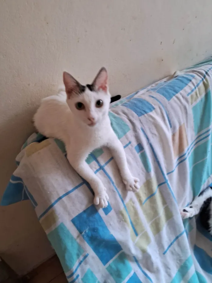 Gato ra a SRD-ViraLata idade 7 a 11 meses nome Lulu