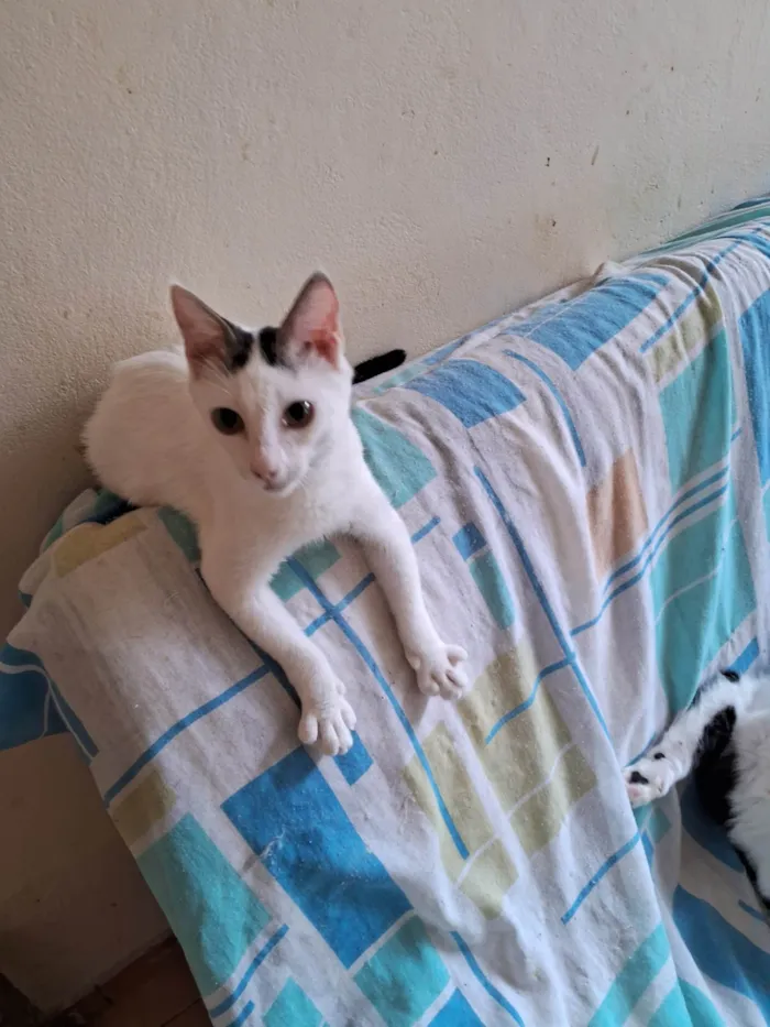 Gato ra a SRD-ViraLata idade 7 a 11 meses nome Lulu