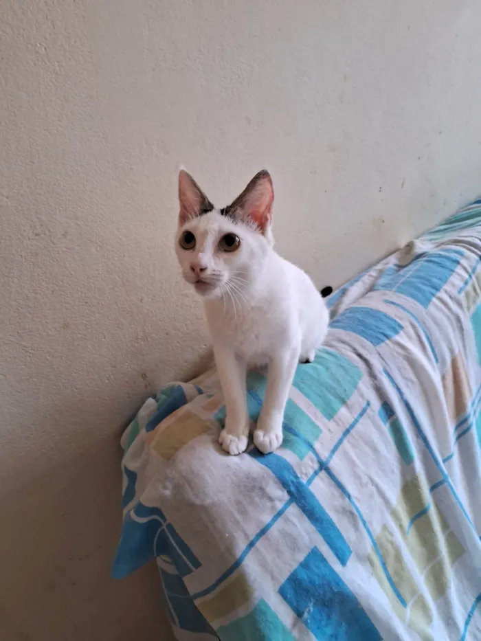 Gato ra a SRD-ViraLata idade 7 a 11 meses nome Lulu