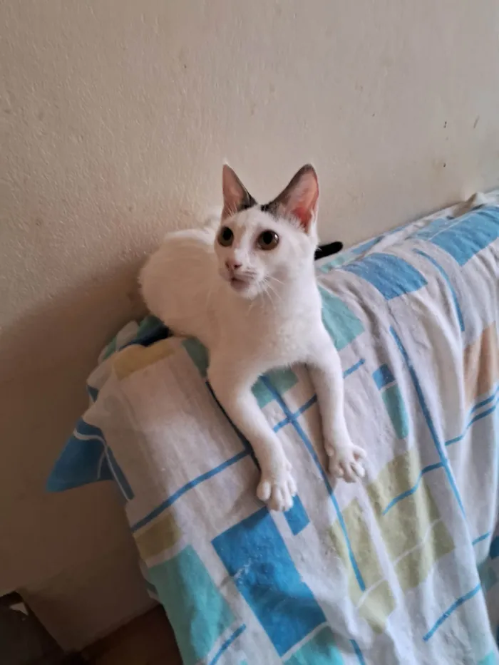 Gato ra a SRD-ViraLata idade 7 a 11 meses nome Lulu