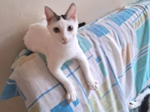 Gato raça SRD-ViraLata idade 7 a 11 meses nome Lulu