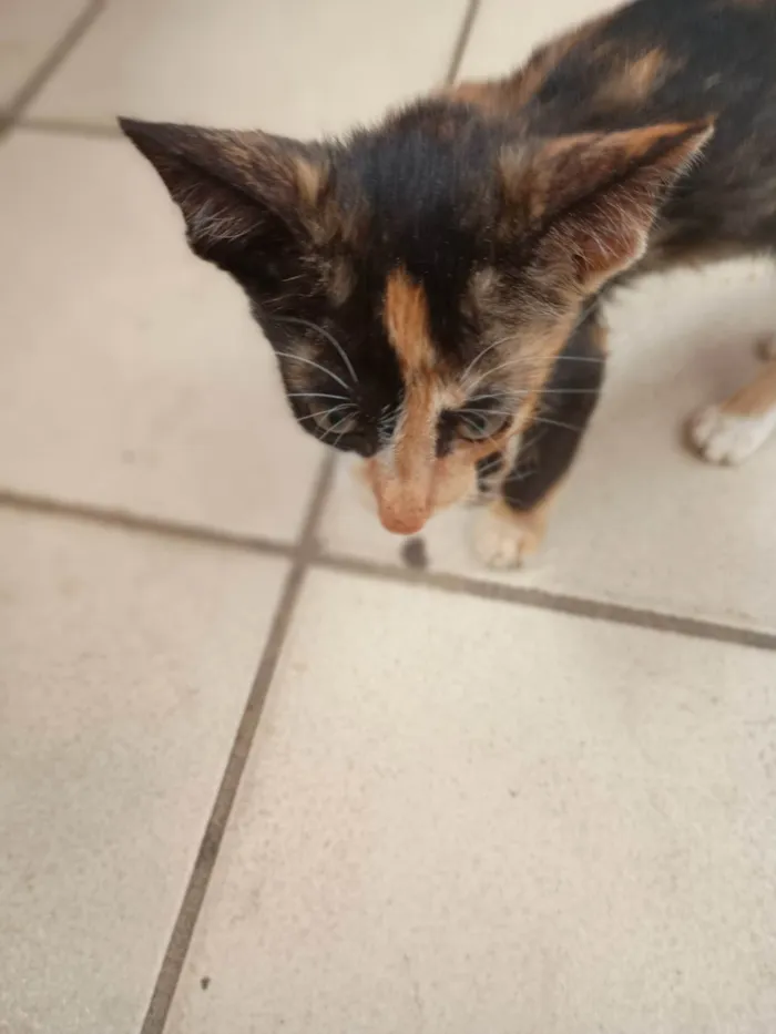 Gato ra a SRD-ViraLata idade 2 a 6 meses nome Gatinha tricolor 