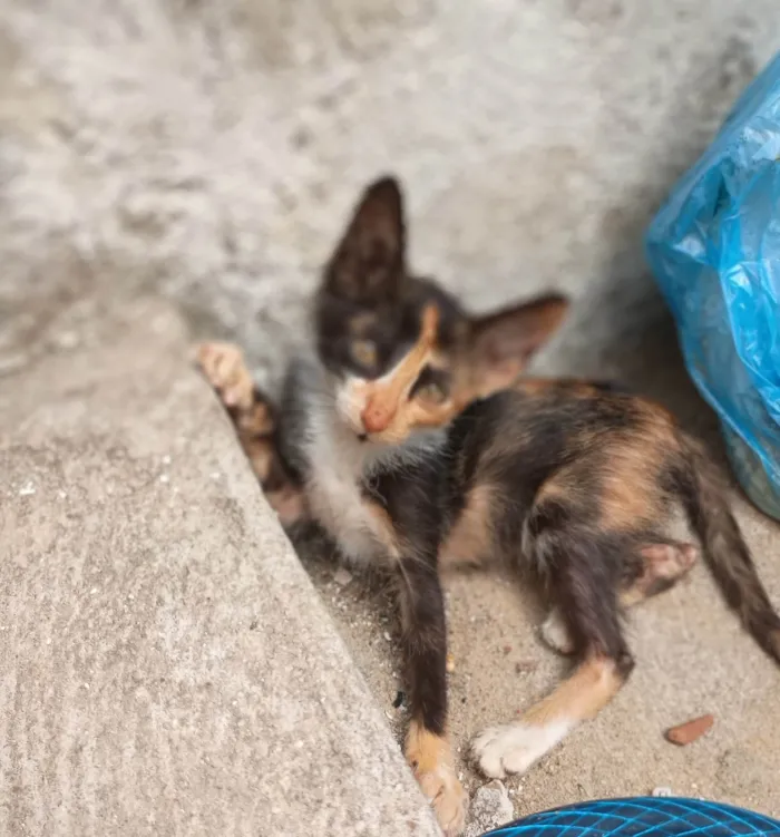 Gato ra a SRD-ViraLata idade 2 a 6 meses nome Gatinha tricolor 