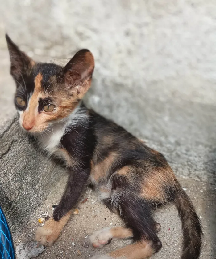 Gato ra a SRD-ViraLata idade 2 a 6 meses nome Gatinha tricolor 