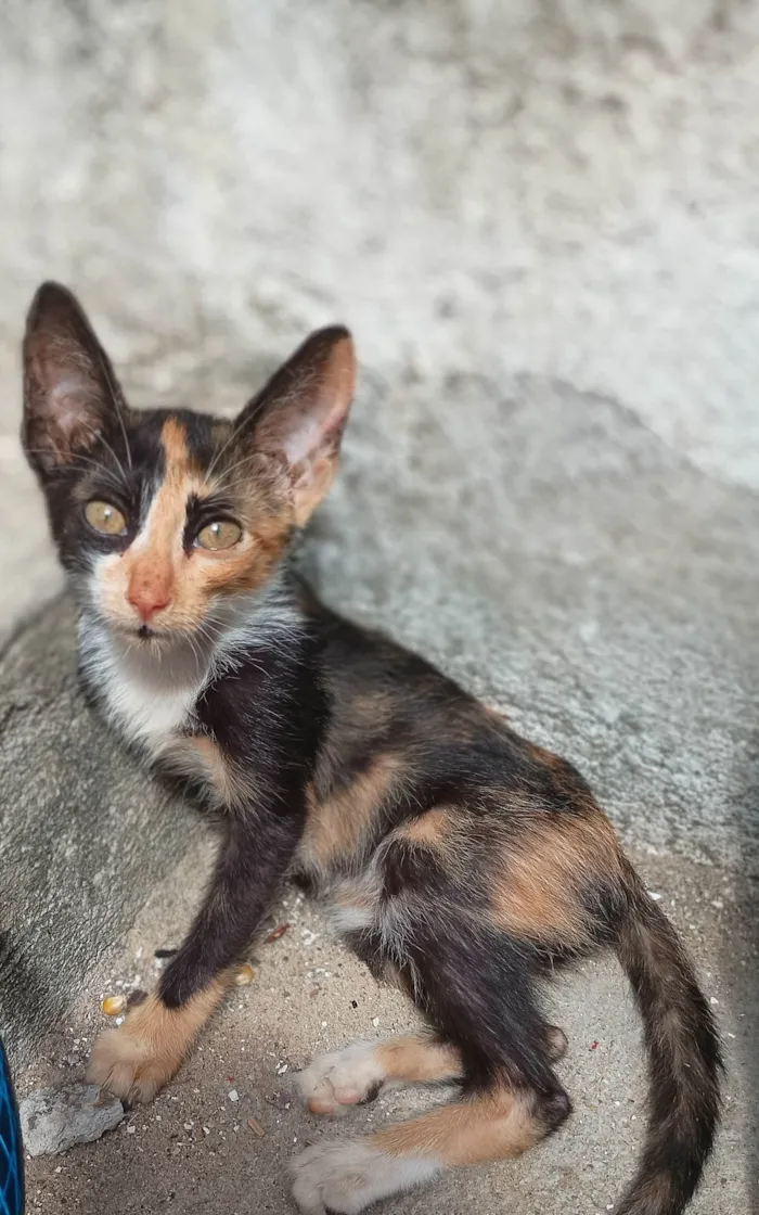 Gato ra a SRD-ViraLata idade 2 a 6 meses nome Gatinha tricolor 