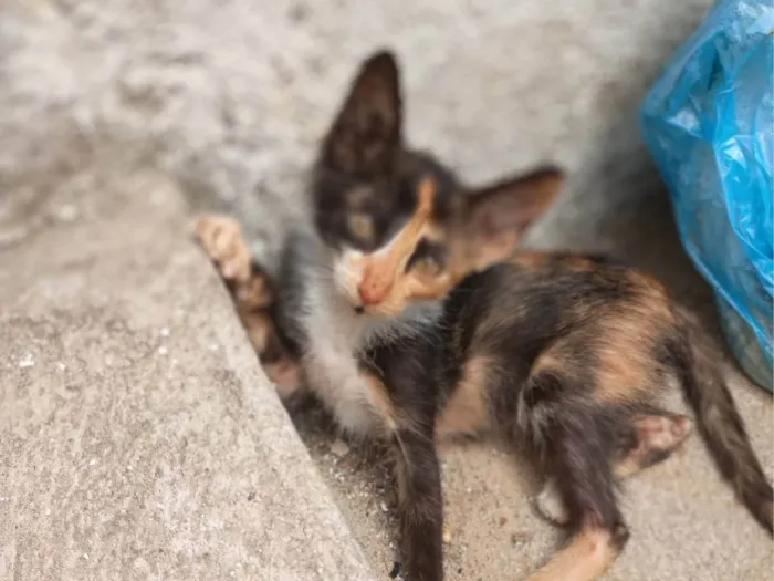 Gato ra a SRD-ViraLata idade 2 a 6 meses nome Gatinha tricolor 