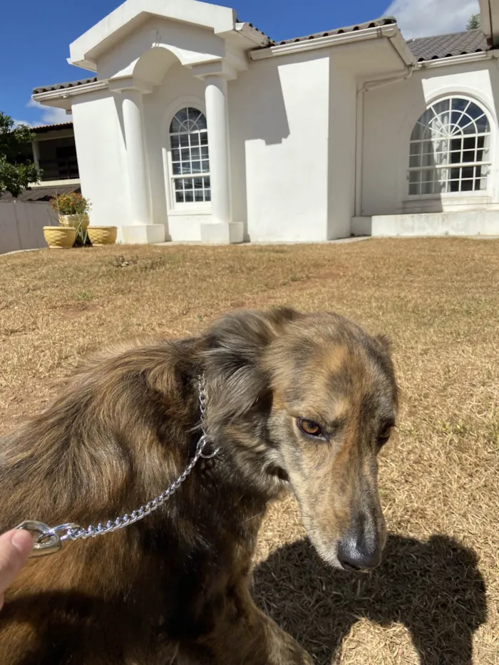 Cachorro ra a SRD-ViraLata idade 5 anos nome Bud