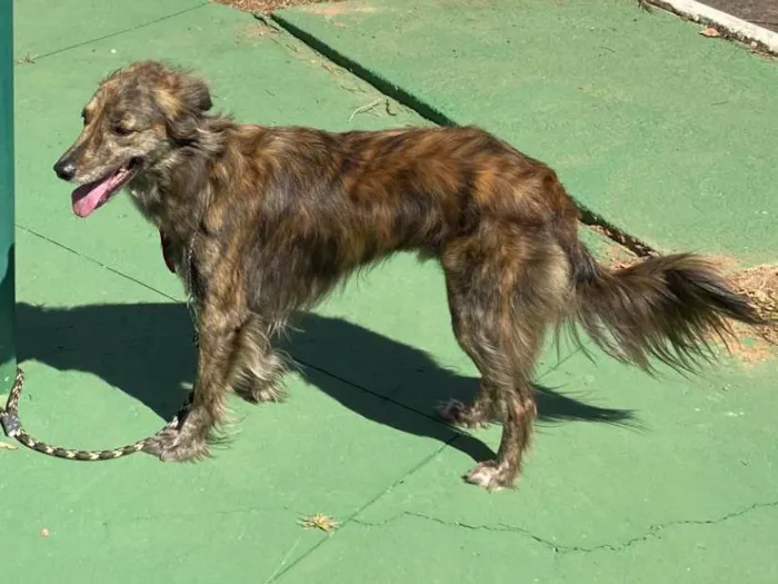 Cachorro ra a SRD-ViraLata idade 5 anos nome Bud