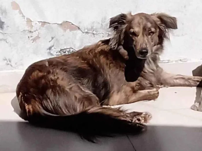 Cachorro ra a SRD-ViraLata idade 5 anos nome Bud