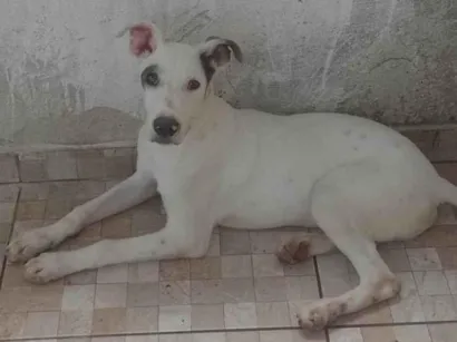 Cachorro raça SRD-ViraLata idade 3 anos nome Thor