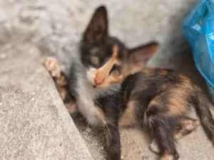 Gato raça SRD-ViraLata idade 2 a 6 meses nome Gatinha tricolor 