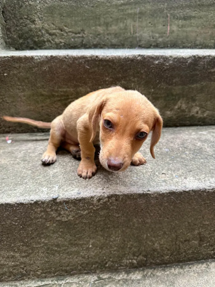 Cachorro ra a SRD-ViraLata idade 2 a 6 meses nome Scooby