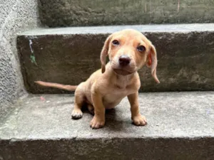 Cachorro raça SRD-ViraLata idade 2 a 6 meses nome Scooby