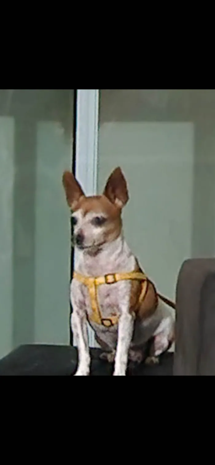 Cachorro ra a Pinscher idade 6 ou mais anos nome Preciosa