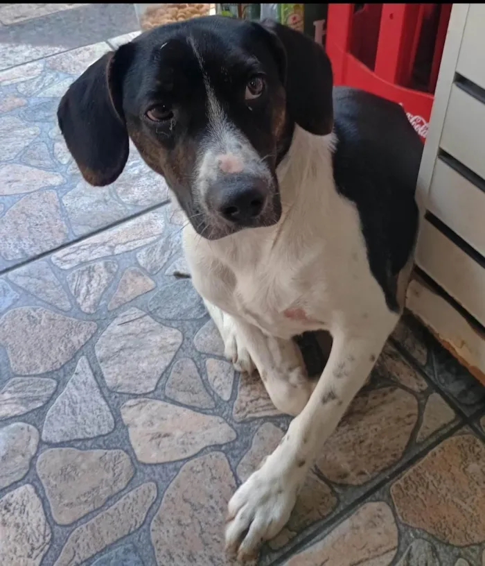 Cachorro ra a SRD-ViraLata idade 1 ano nome Não tem nome 