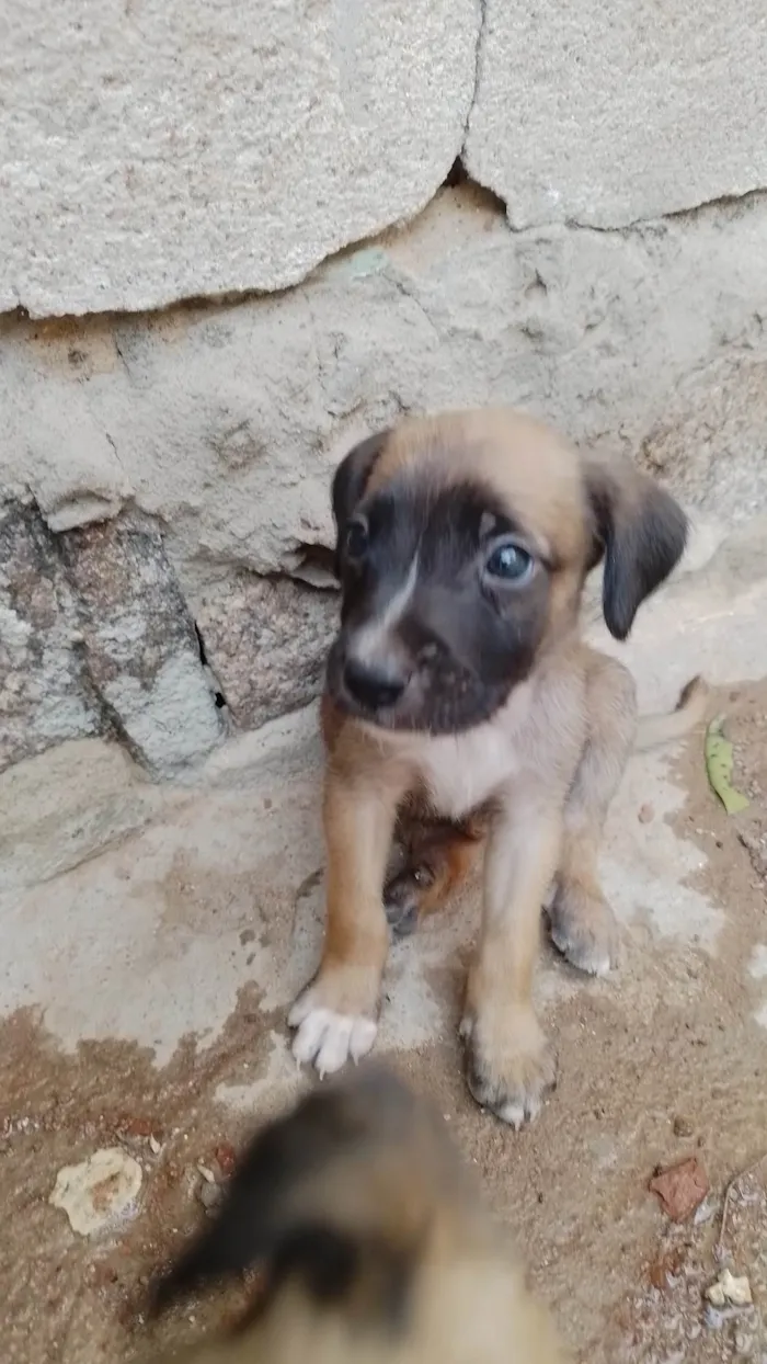 Cachorro ra a SRD-ViraLata idade Abaixo de 2 meses nome Não tem 