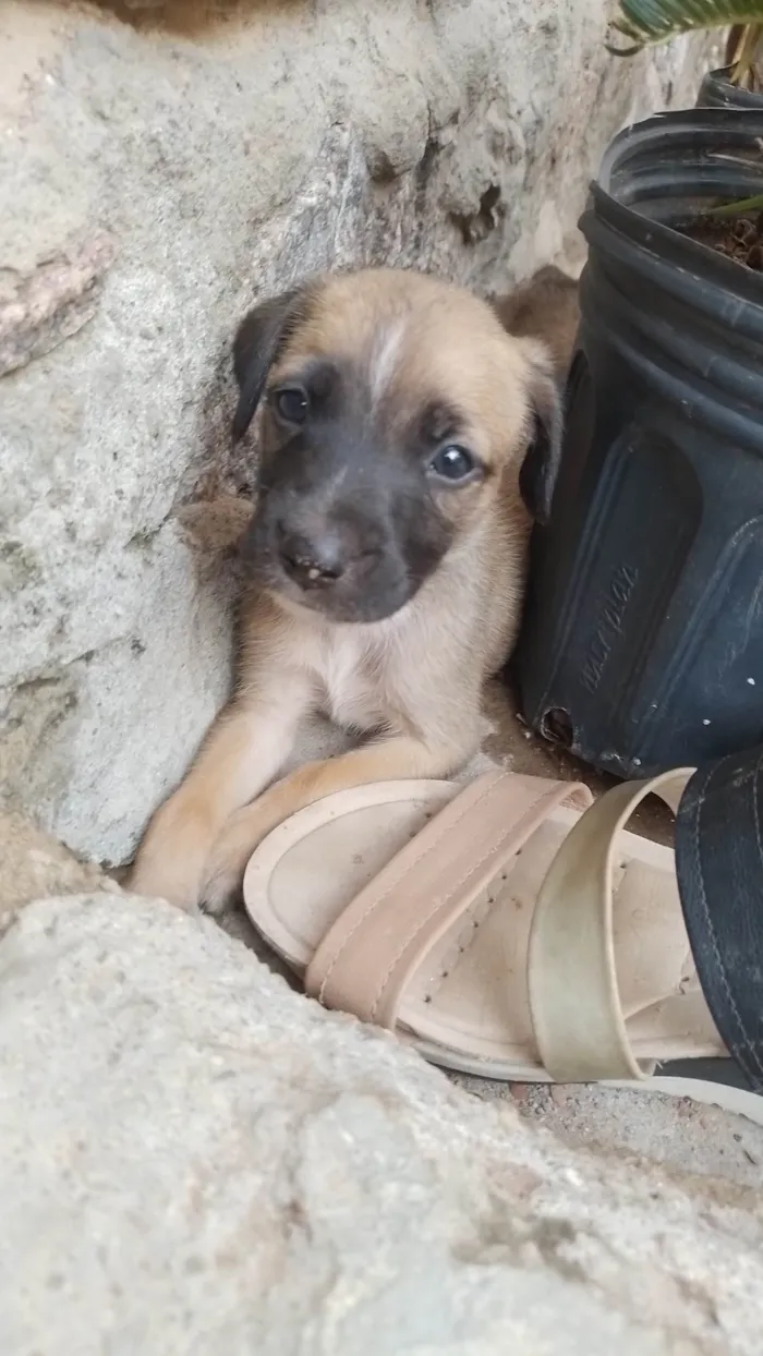 Cachorro ra a SRD-ViraLata idade Abaixo de 2 meses nome Não tem 