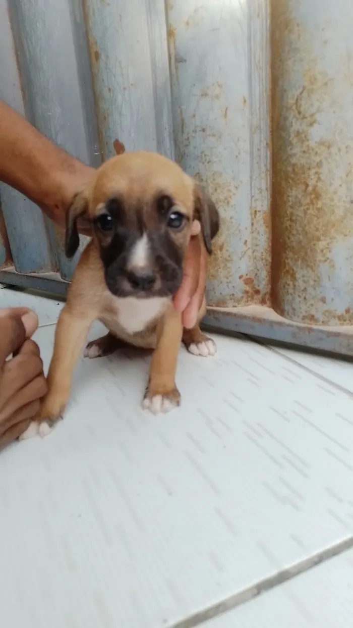 Cachorro ra a SRD-ViraLata idade Abaixo de 2 meses nome Não tem 