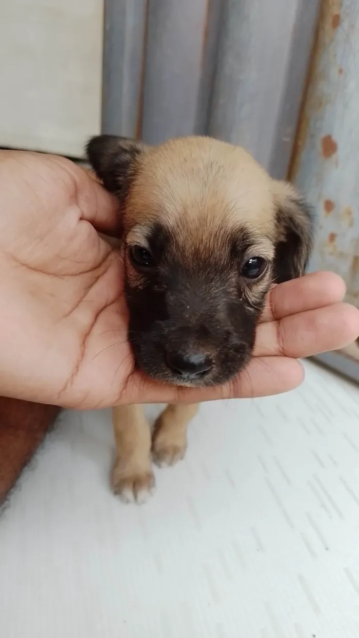 Cachorro ra a SRD-ViraLata idade Abaixo de 2 meses nome Não tem 