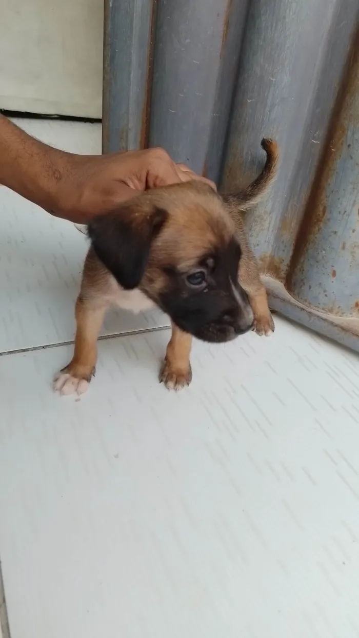 Cachorro ra a SRD-ViraLata idade Abaixo de 2 meses nome Não tem 