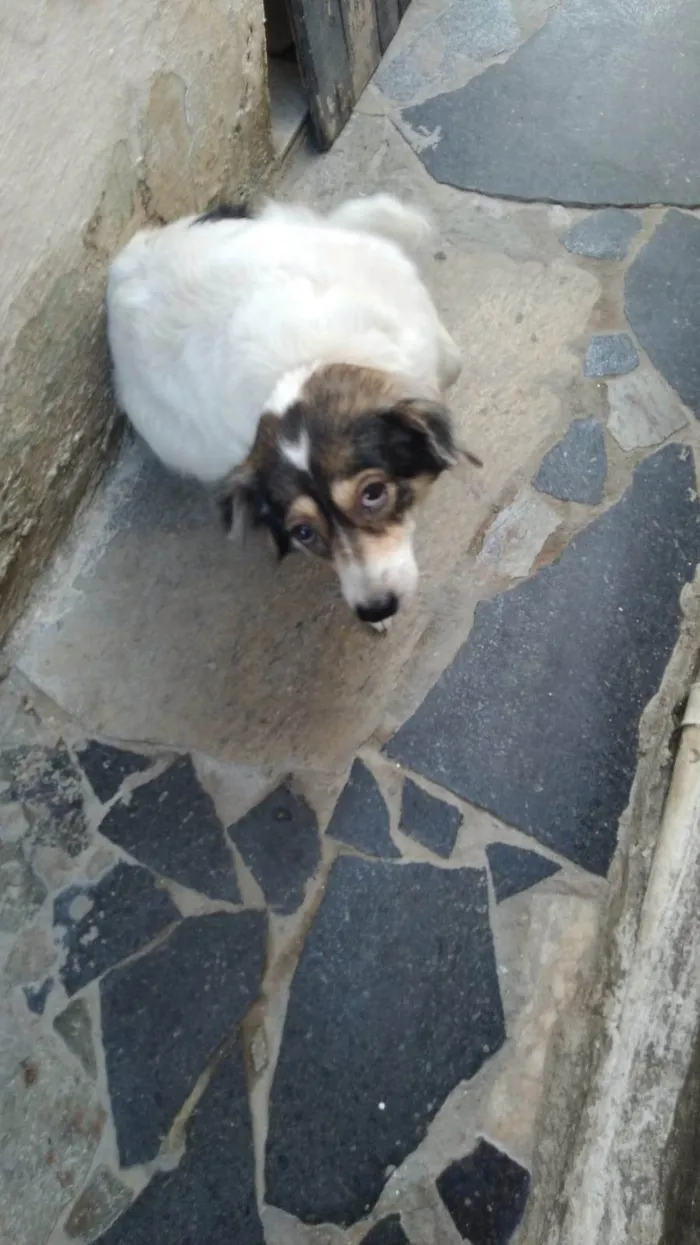 Cachorro ra a SRD-ViraLata idade 6 ou mais anos nome Paçoca