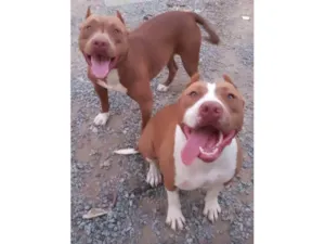 Cachorro raça Pit-Bull idade 5 anos nome Akira e Aslan 