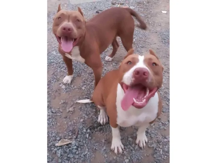 Cachorro ra a Pit-Bull idade 5 anos nome Akira e Aslan 