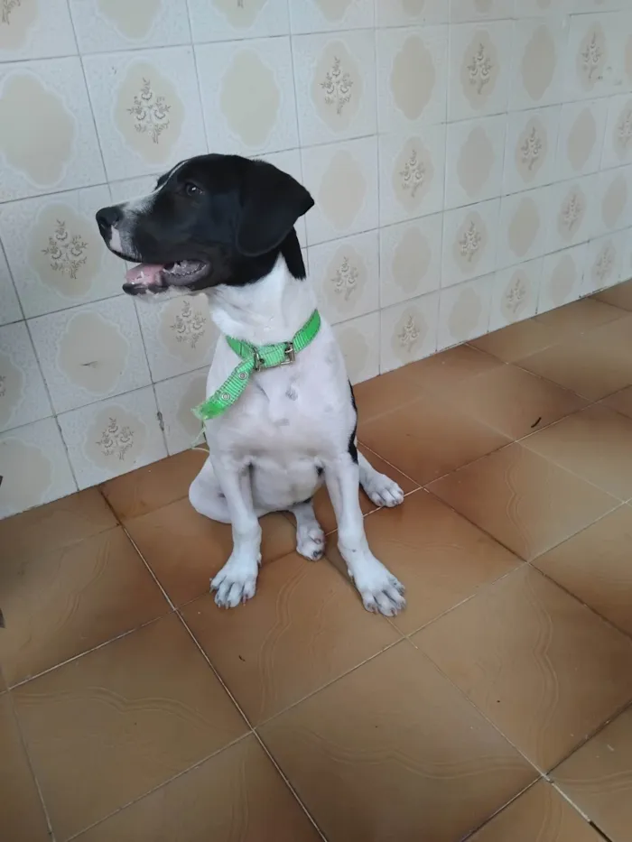 Cachorro ra a Fila idade 2 a 6 meses nome Snoopy