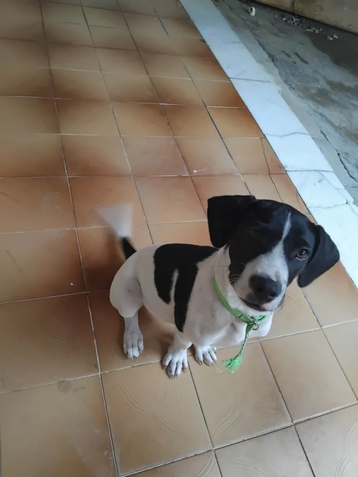 Cachorro ra a Fila idade 2 a 6 meses nome Snoopy