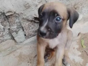 Cachorro raça SRD-ViraLata idade Abaixo de 2 meses nome Não tem 