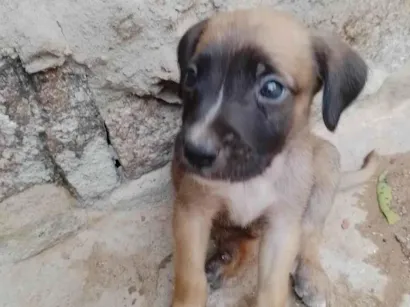 Cachorro raça SRD-ViraLata idade Abaixo de 2 meses nome Não tem 