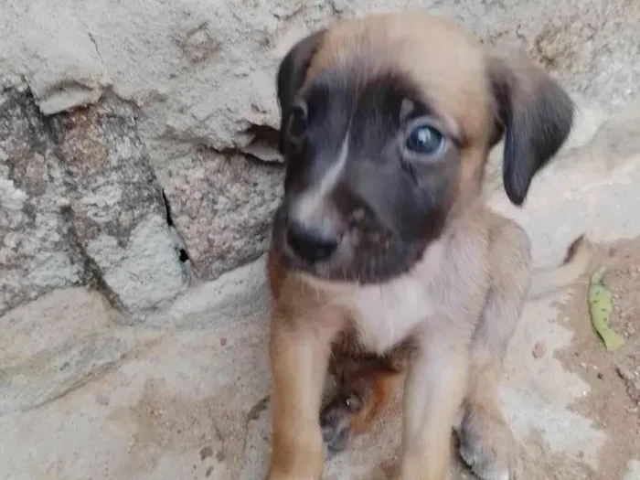 Cachorro ra a SRD-ViraLata idade Abaixo de 2 meses nome Não tem 