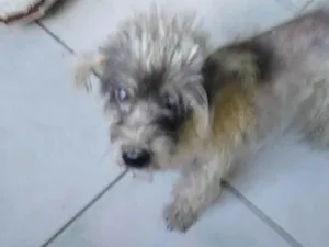 Cachorro raça Poodle idade 5 anos nome Rena