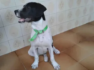 Cachorro raça Fila idade 2 a 6 meses nome Snoopy