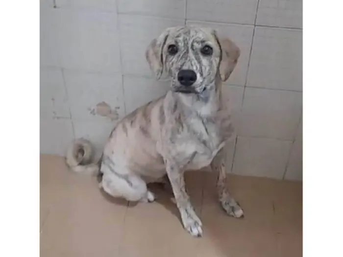 Cachorro ra a SRD-ViraLata idade 2 a 6 meses nome Apolo