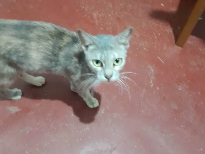 Gato ra a SRD-ViraLata idade 3 anos nome Nandara