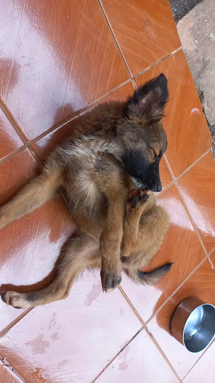 Cachorro ra a SRD-ViraLata idade 2 a 6 meses nome luna