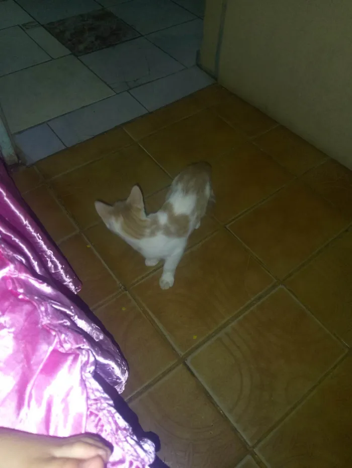 Gato ra a SRD-ViraLata idade 2 a 6 meses nome Cinza amarelo branco 