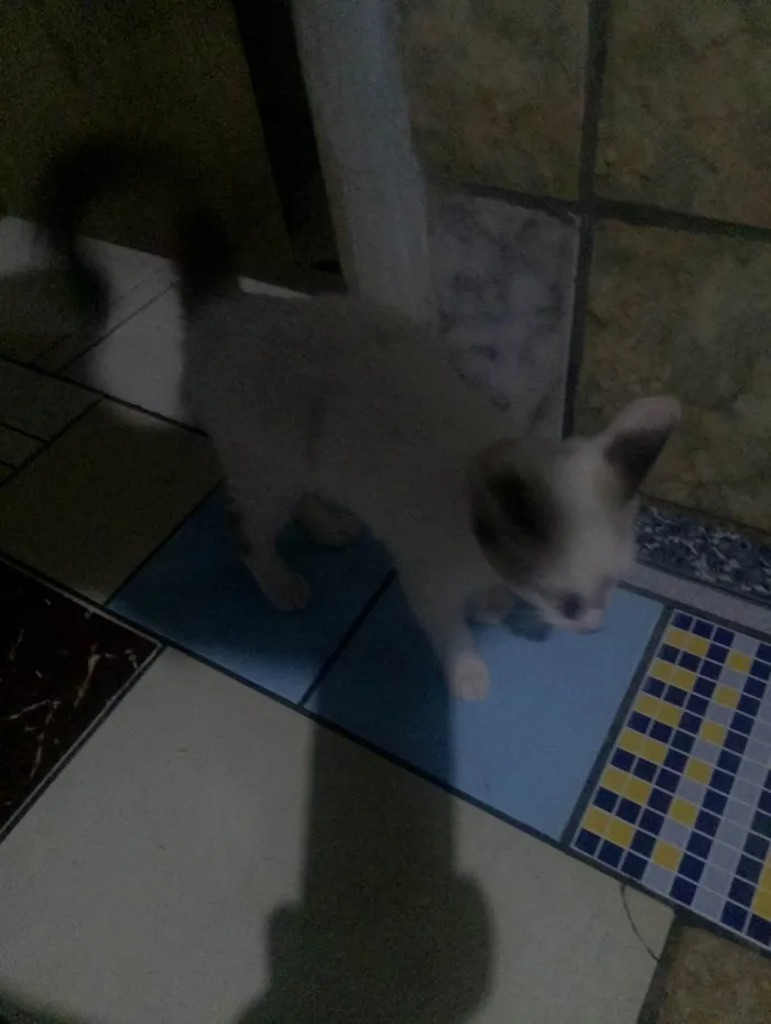 Gato ra a SRD-ViraLata idade 2 a 6 meses nome Cinza amarelo branco 