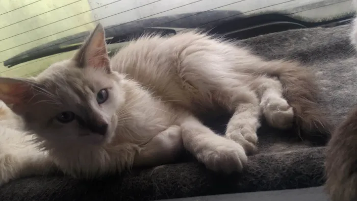 Gato ra a SRD-ViraLata idade 2 a 6 meses nome Cinza amarelo branco 