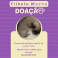 Filhote Macho 