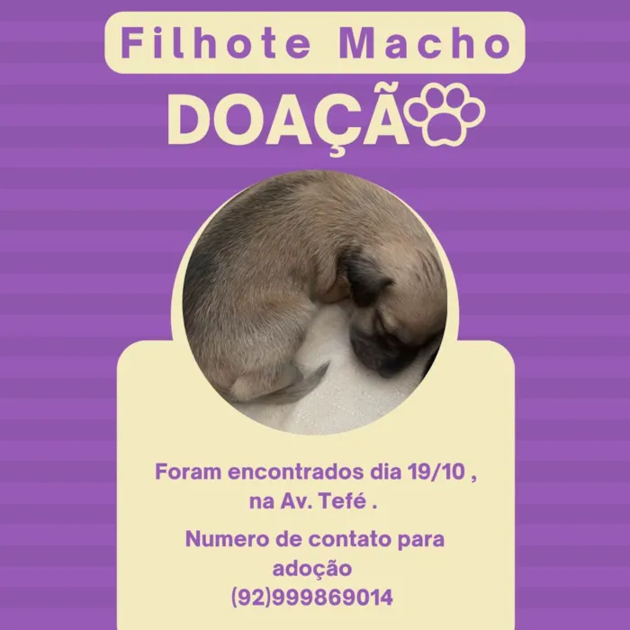 Cachorro ra a SRD-ViraLata idade Abaixo de 2 meses nome Filhote Macho 