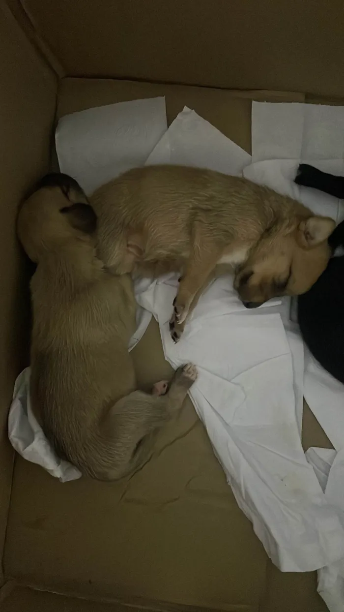 Cachorro ra a SRD-ViraLata idade Abaixo de 2 meses nome Filhote Macho 