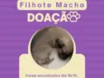 Filhote Macho 