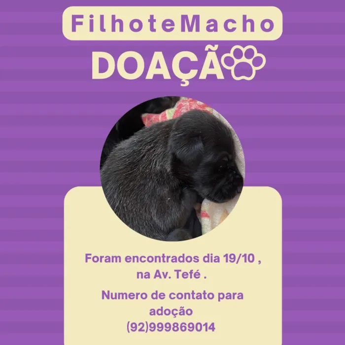 Cachorro ra a SRD-ViraLata idade Abaixo de 2 meses nome Filhote Fêmea 